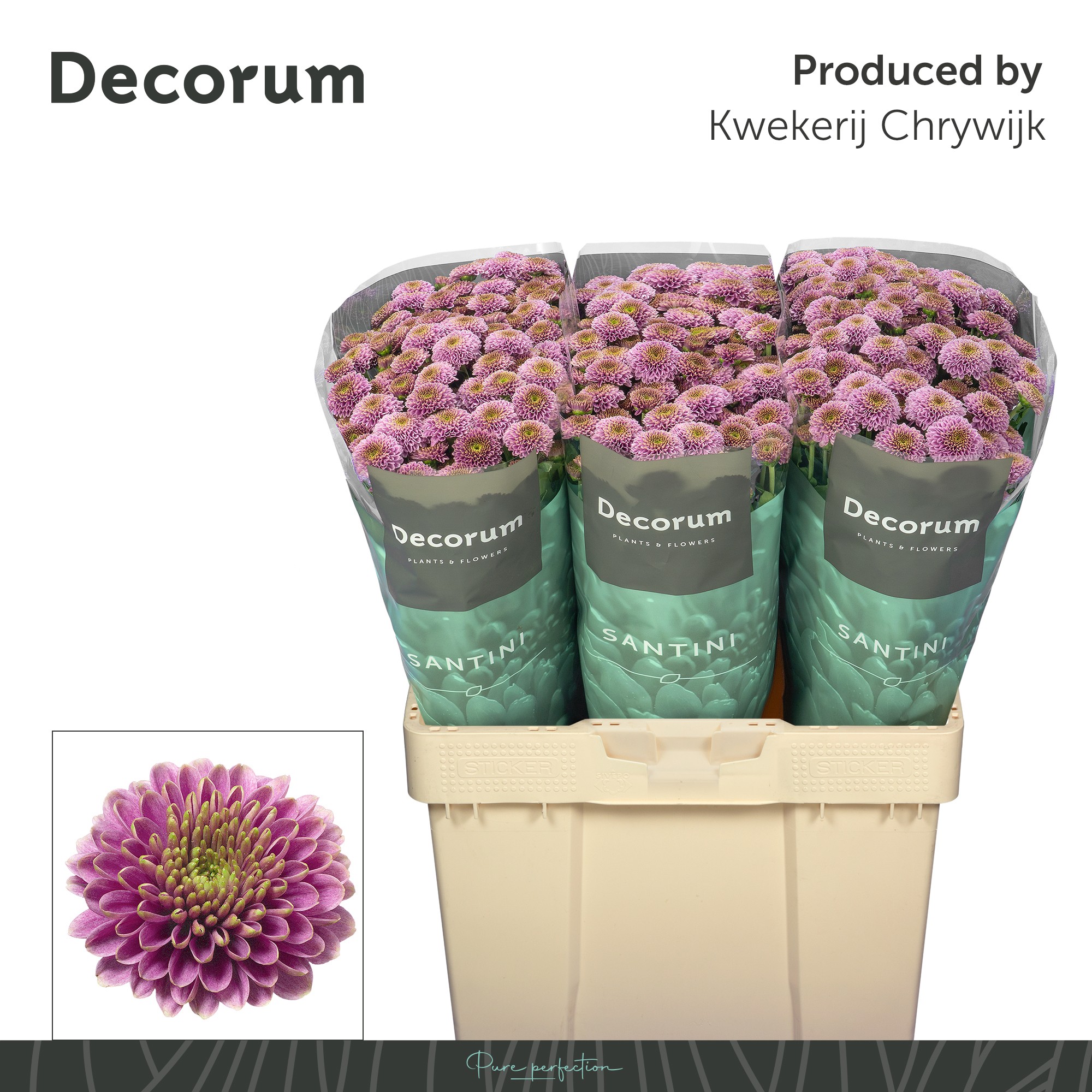 Сантини Дориа, шт.