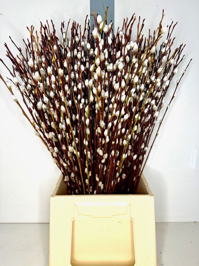 Саликс Вилгенкатьес 60, шт.