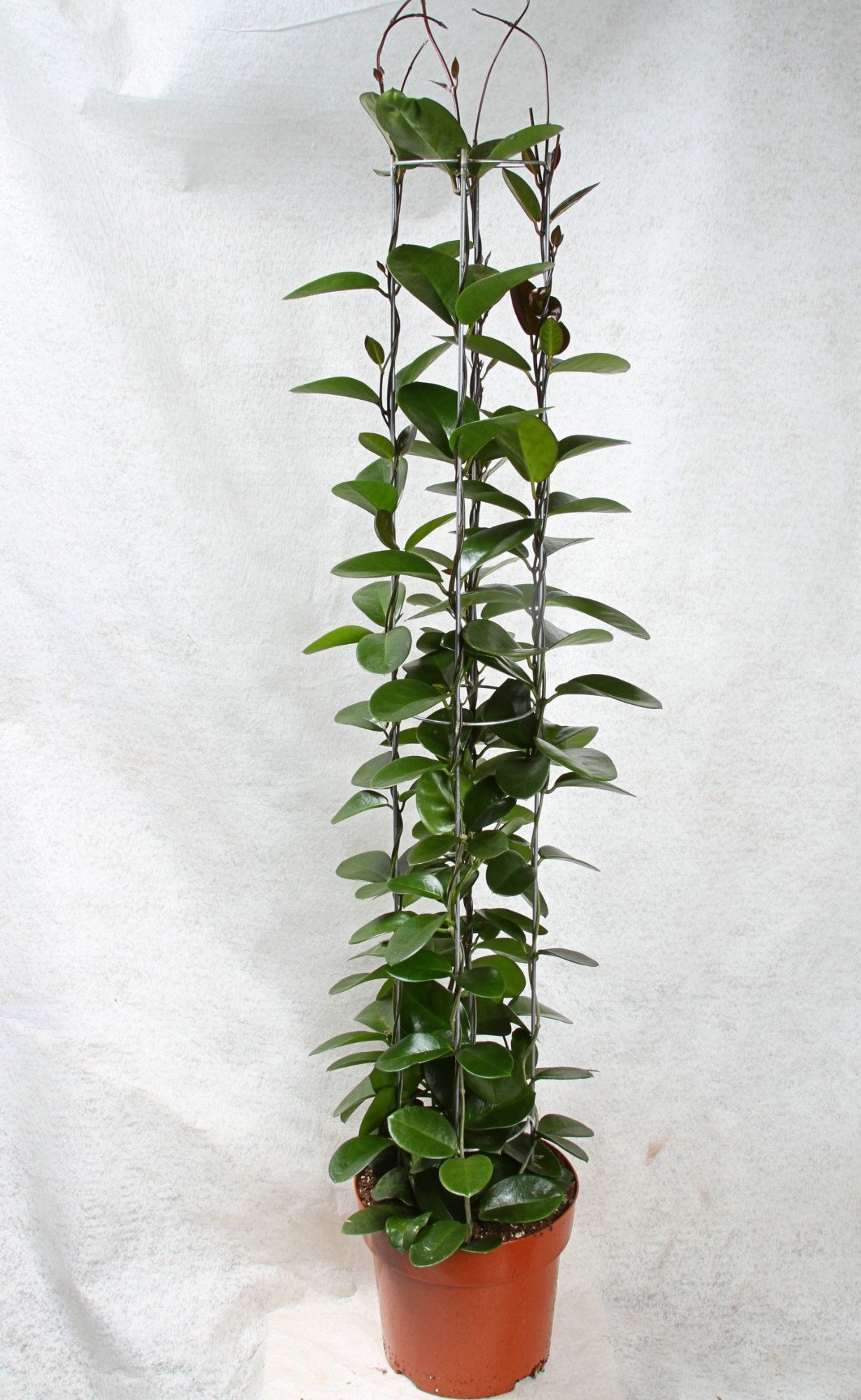 Hoya Australis Cylinder 120 cm, D 23