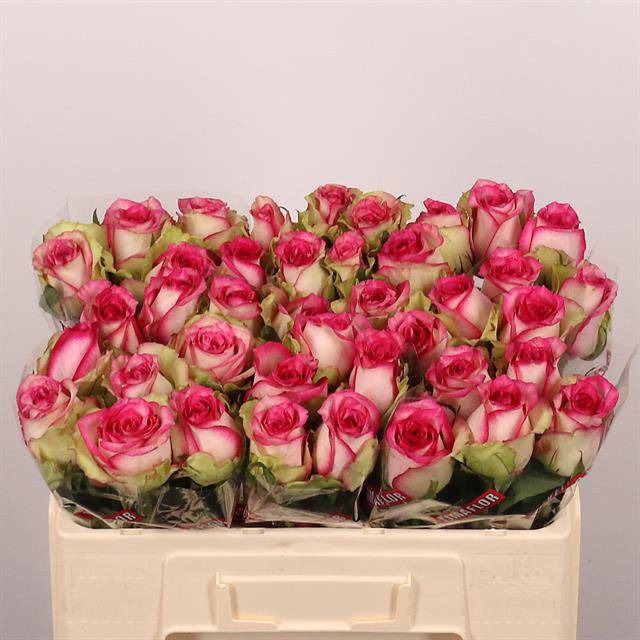 Роза од. Моник 50, шт.