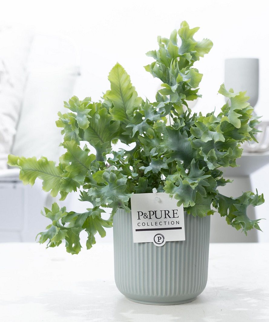 Phlebodium Davana in P&PURE Sophie ceramics green, D 12