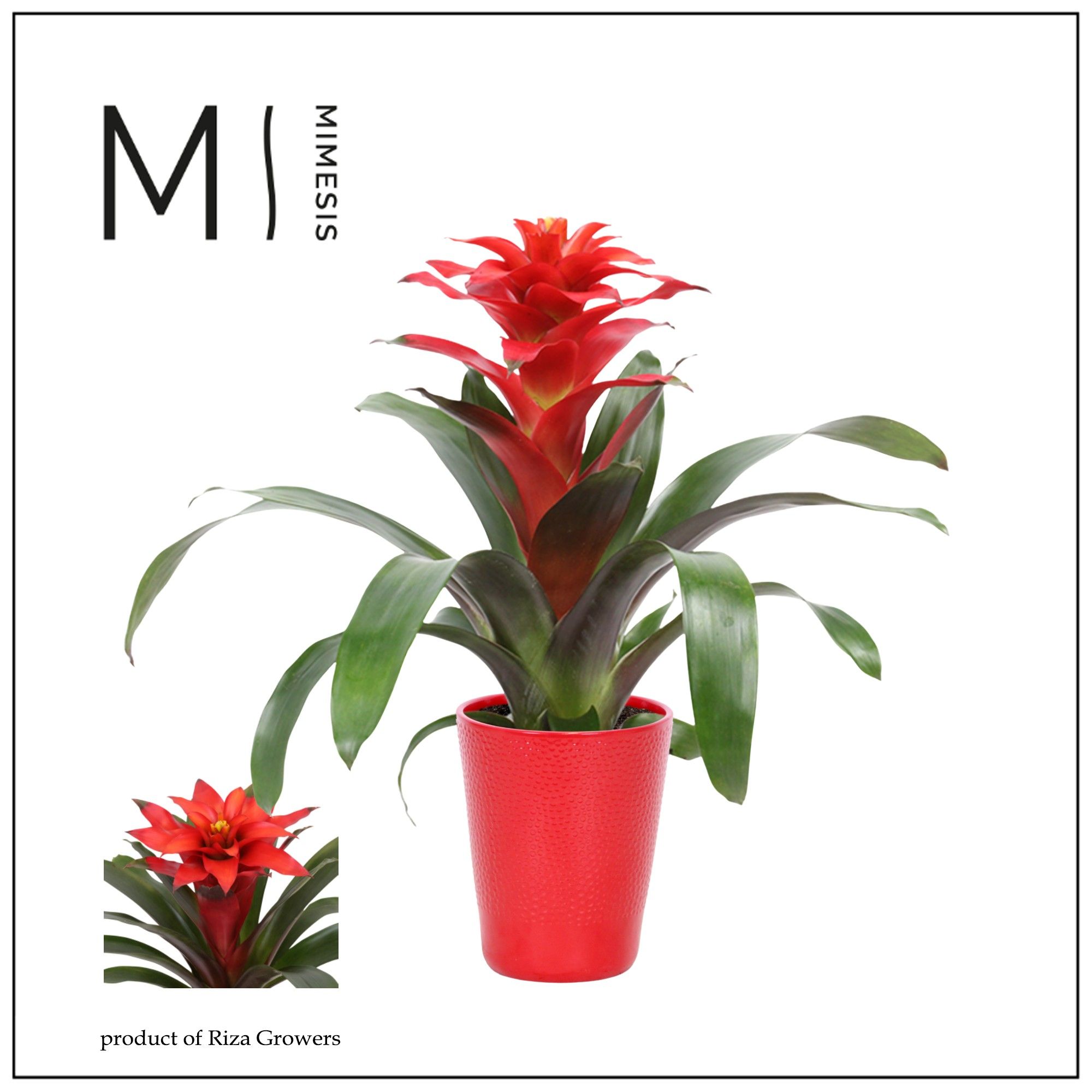 Guzmania Fiero Red - 13cm in Florence | Mimesis, D 13
