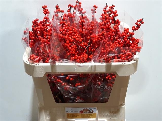 Илекс Красные ягоды 70, шт.