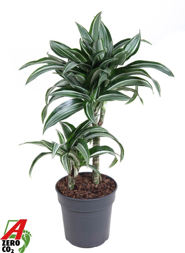 Dracaena Jade Jewel 30-10, D 19