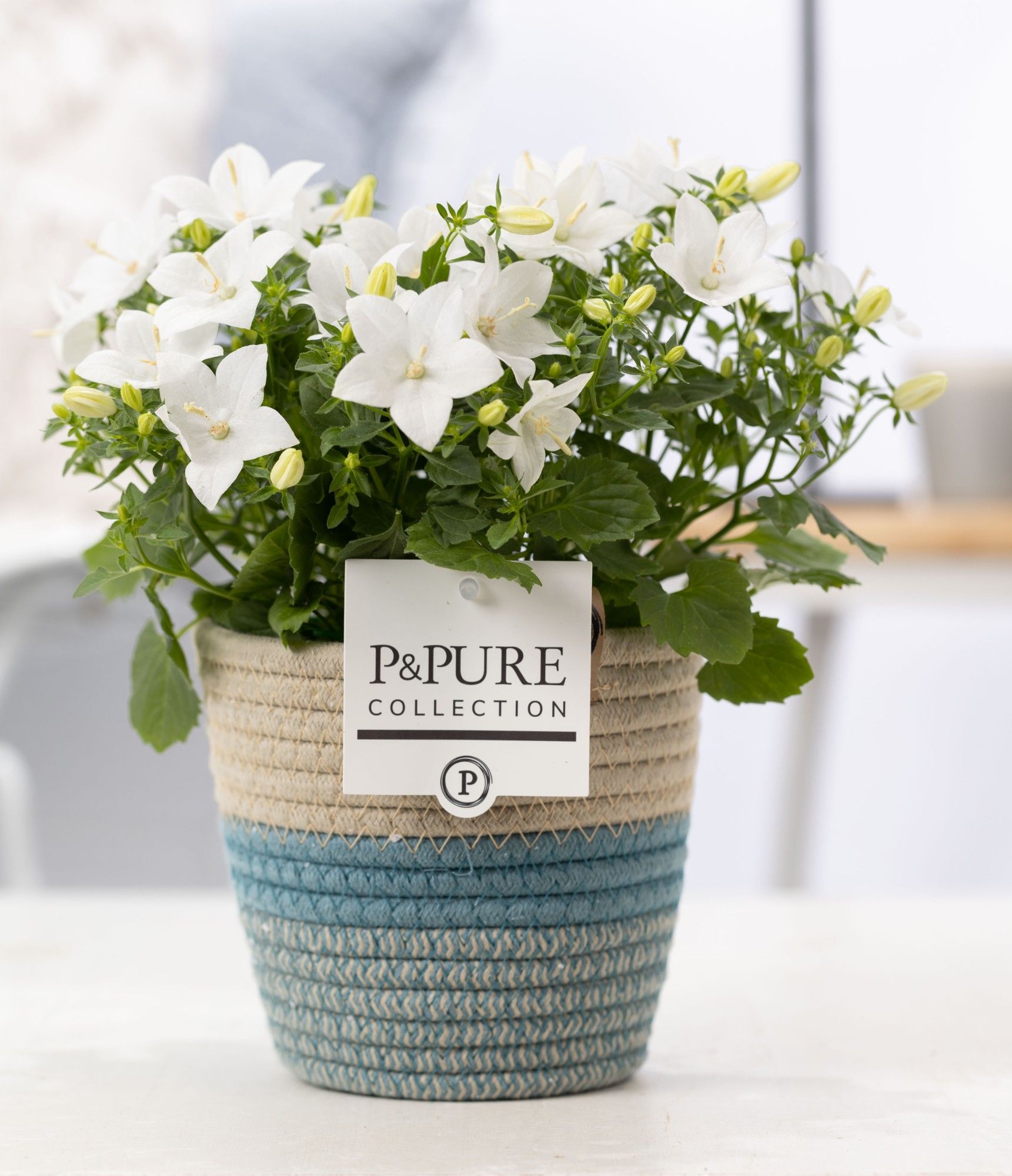 Campanula 'Atlanta' Pure Valerie, D 14