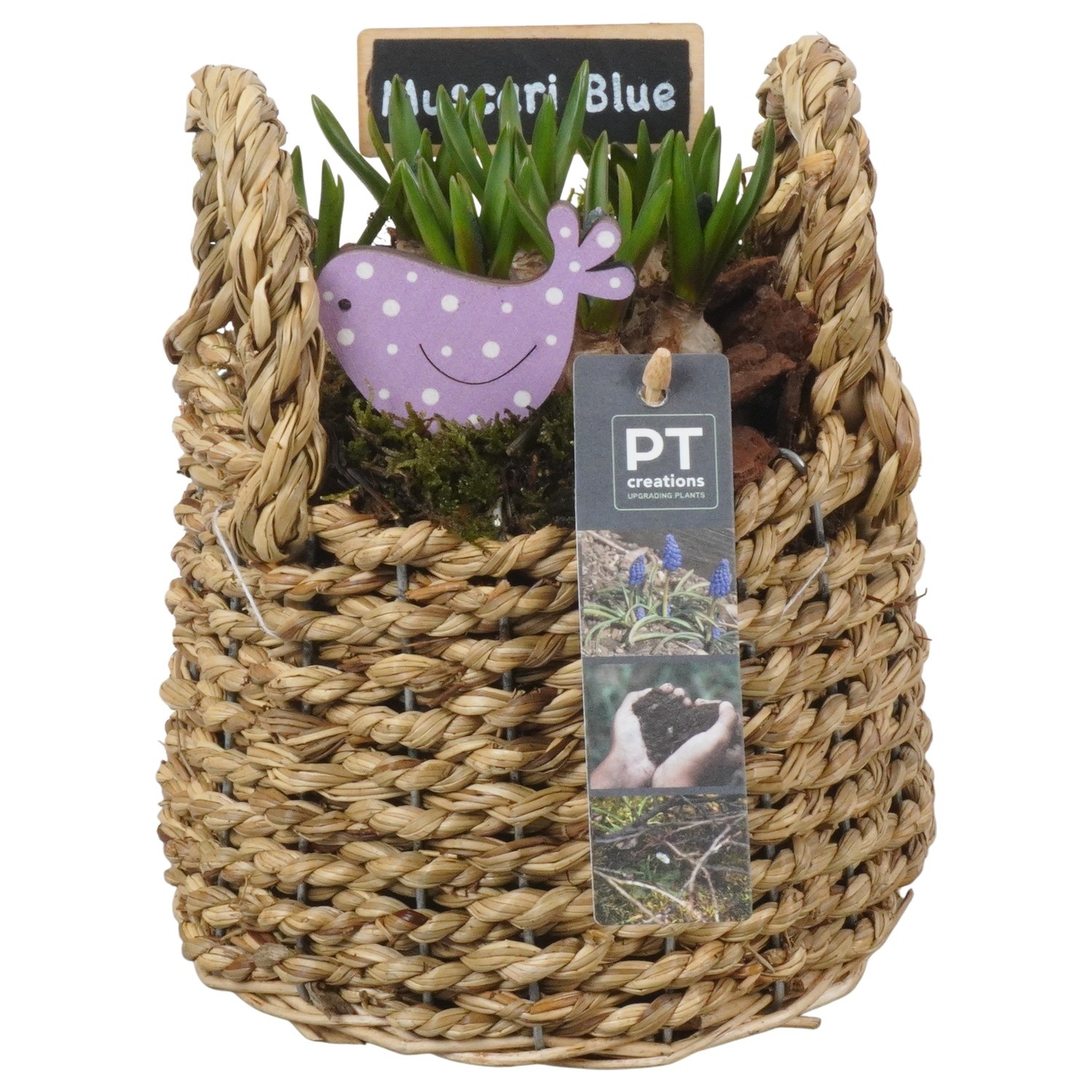 PTMB6219 Arrangement Muscari Blue in riet mand, D 15