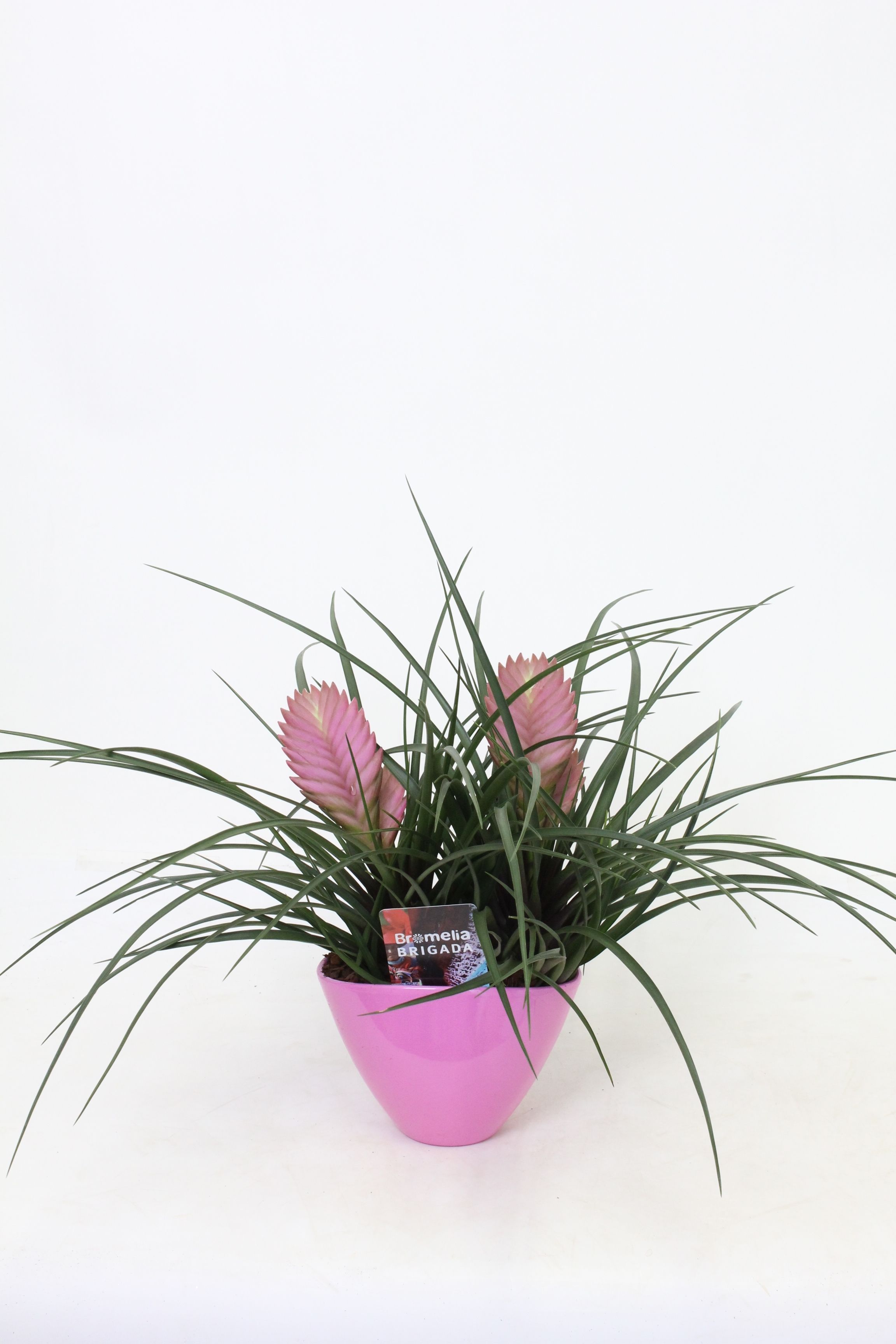 Tillandsia Duo Eilleen, D 16