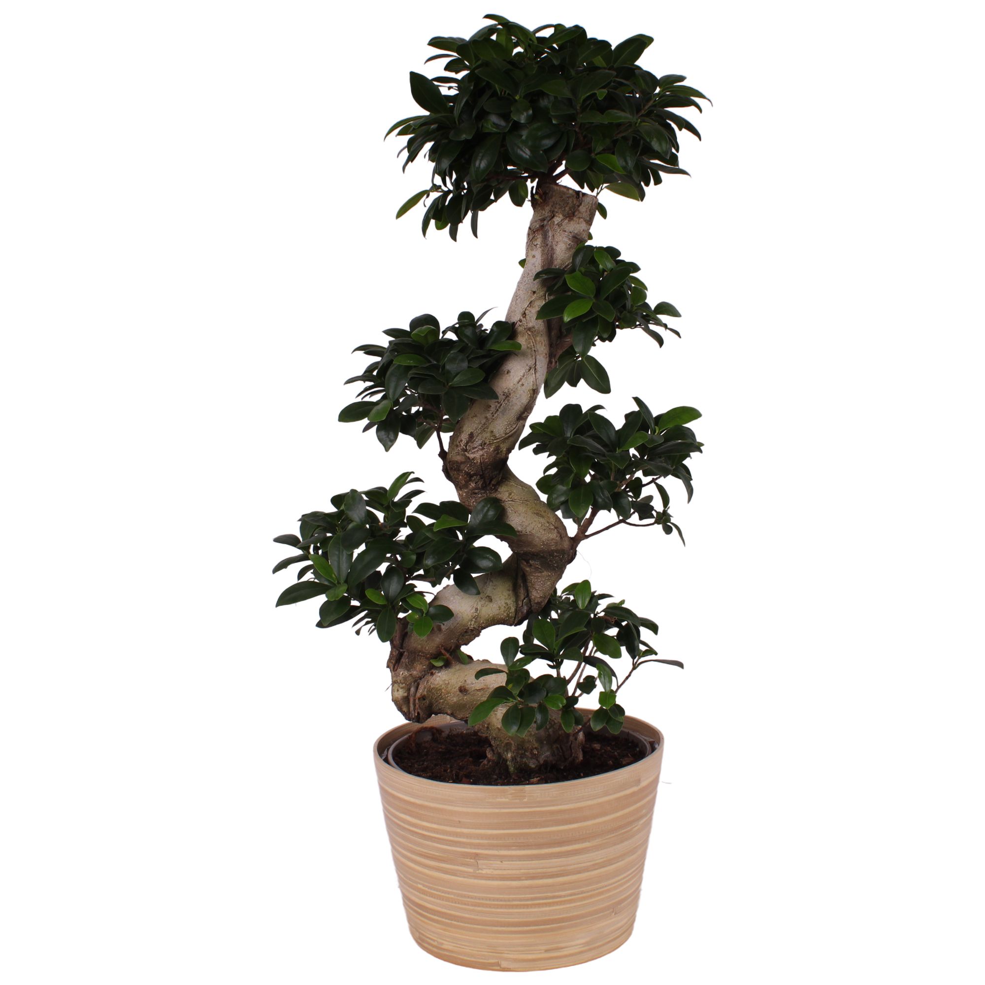 Ficus. Ginseng S-Shape Ø24cm in Ø25cm Wood NT465, D 25