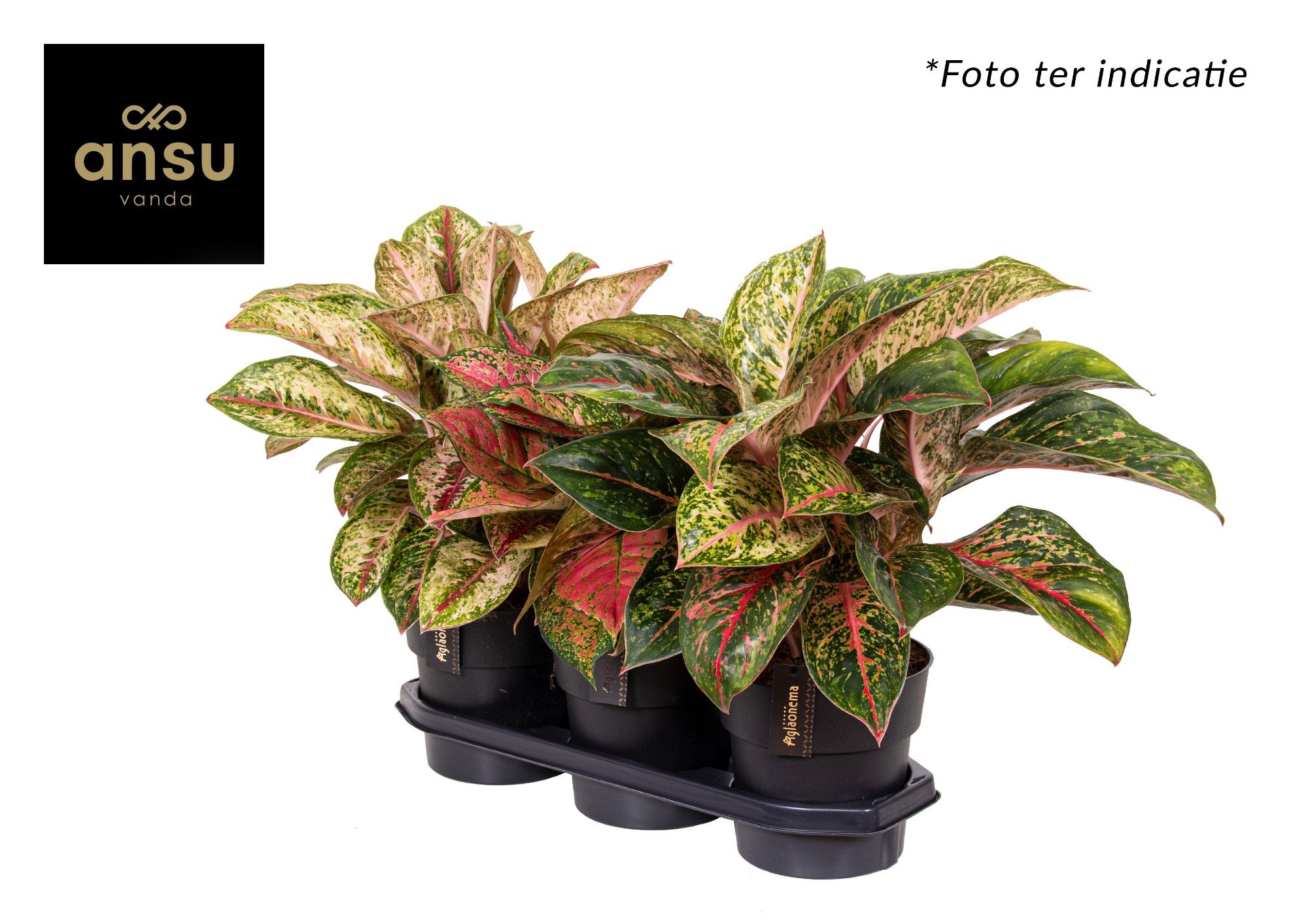 Aglaonema Exclusive Mix, D 19