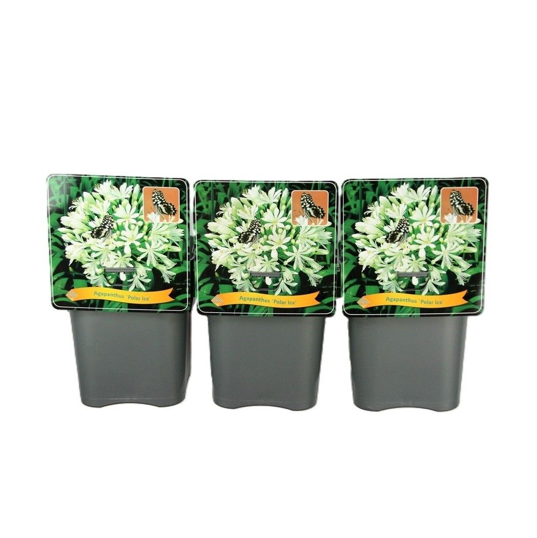 Agapanthus 'Polar Ice' C5, D 21
