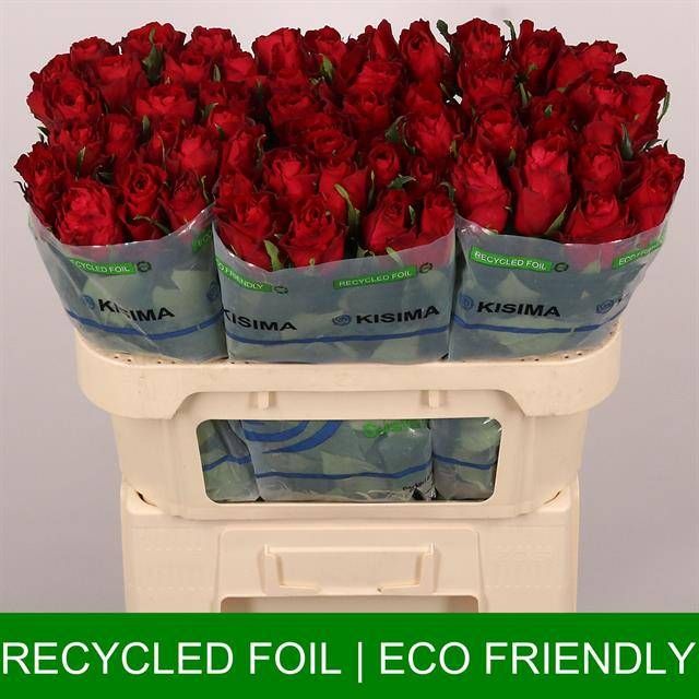 Роза од. Мадам Рэд 70, шт.