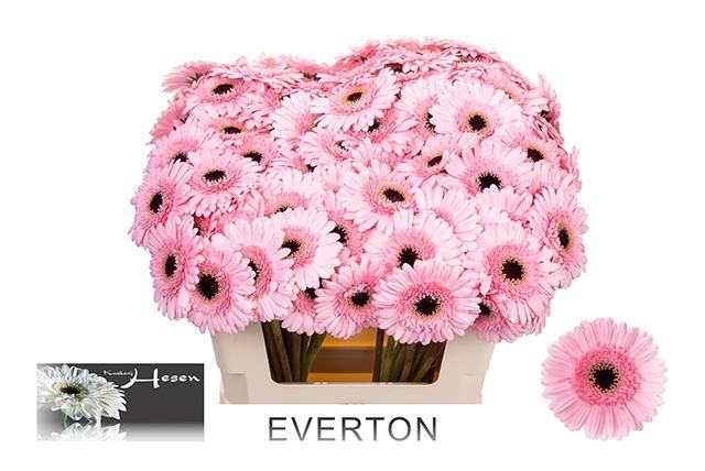 Гермини Эвертон, шт.