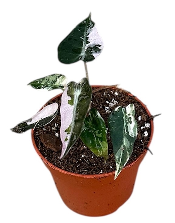 Alocasia Bambino Variegata, D 6