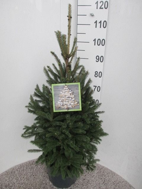 Picea glauca Super Green 90-100 P28, D 28 cm