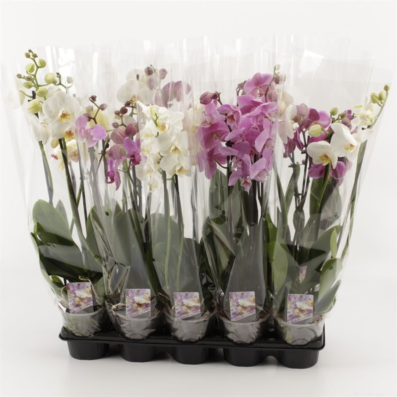 Phalaenopsis gemengd 3 Tak Mix A2, D 12 cm