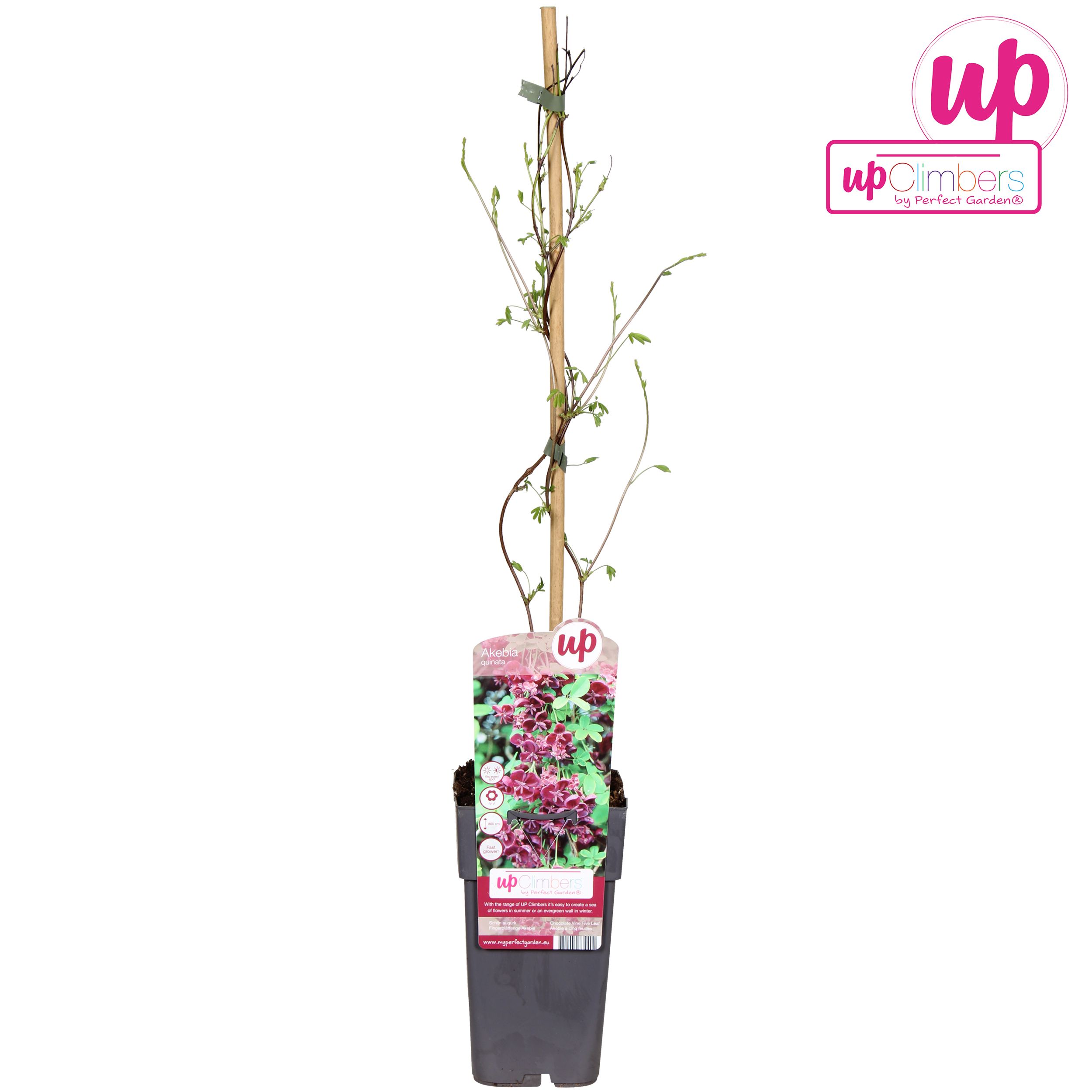 Akebia quinata P15, D 15