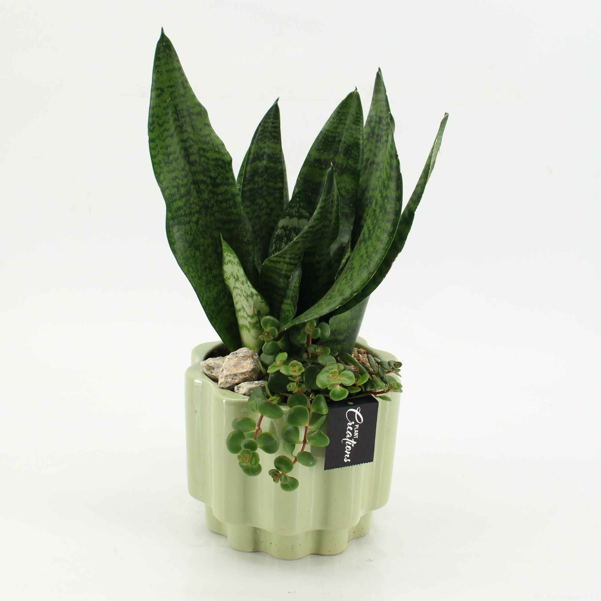SUCR-2625 Succulent Essentials, D 17