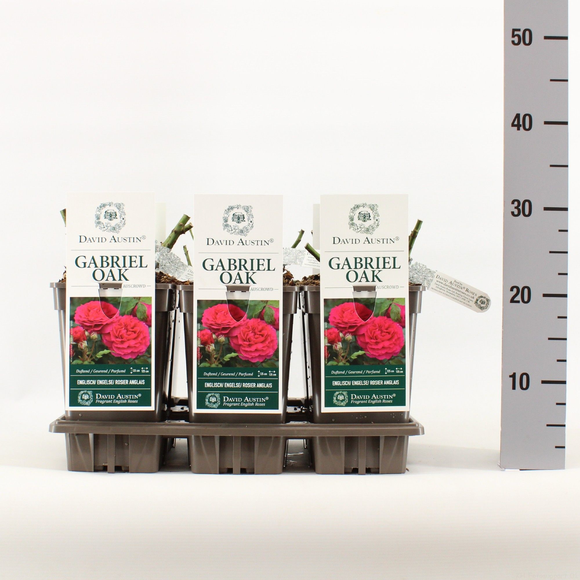 Rosa (Aus) Gabriel Oak ®, C3, D 17