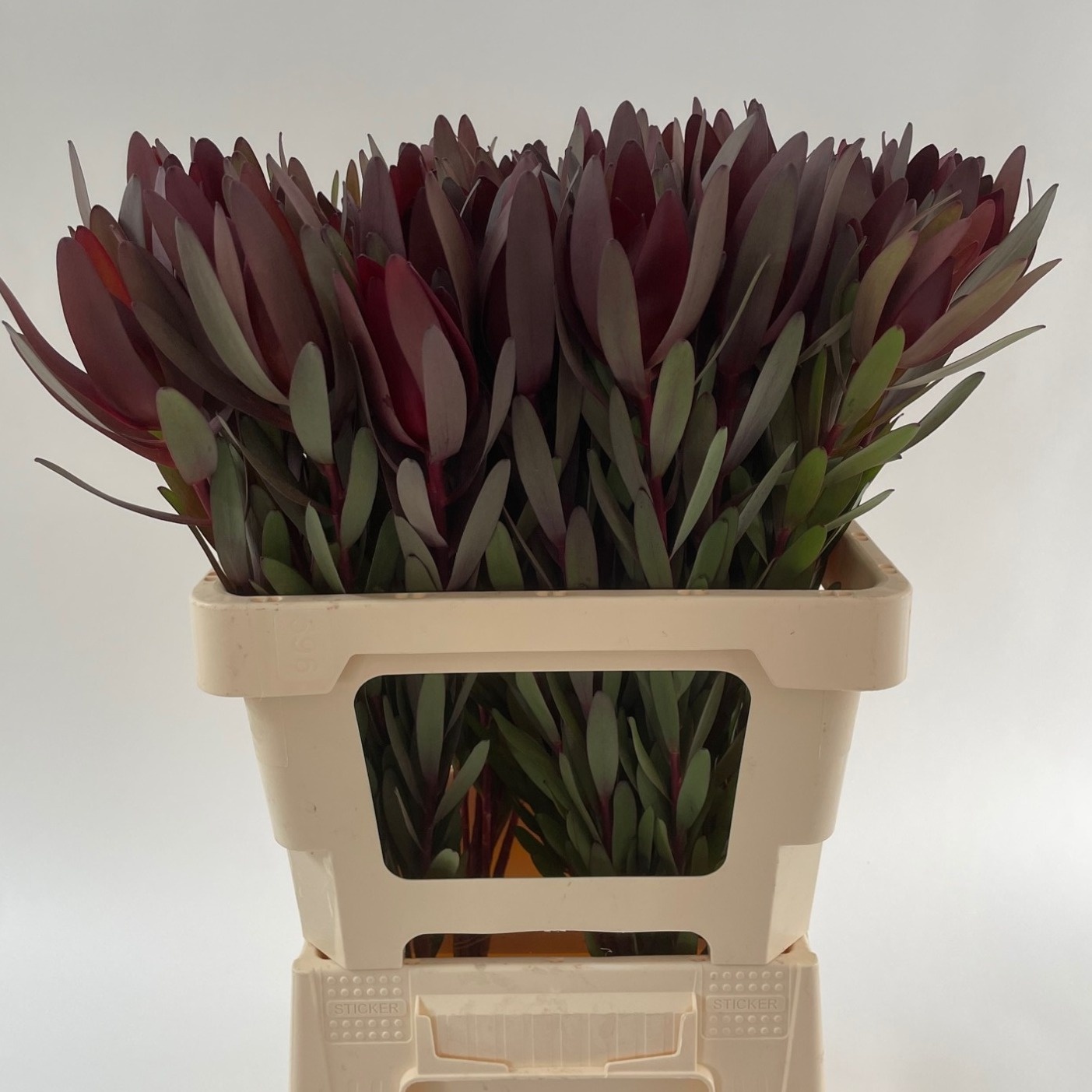 Леукадендрон Сафари Сансет 60 (красн.), шт.