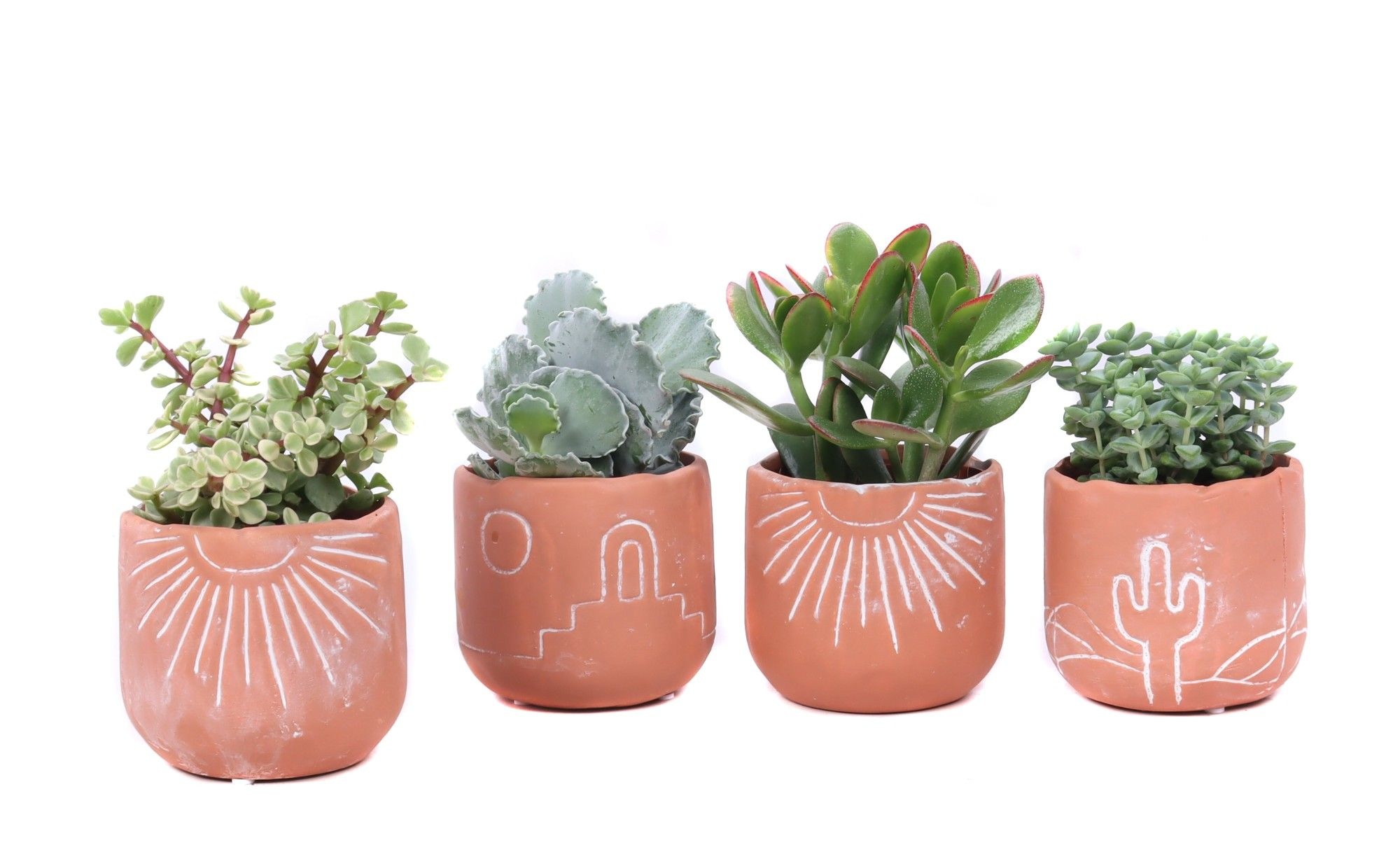 Succulent 8,5 cm in Merzouga keramiek, D 10