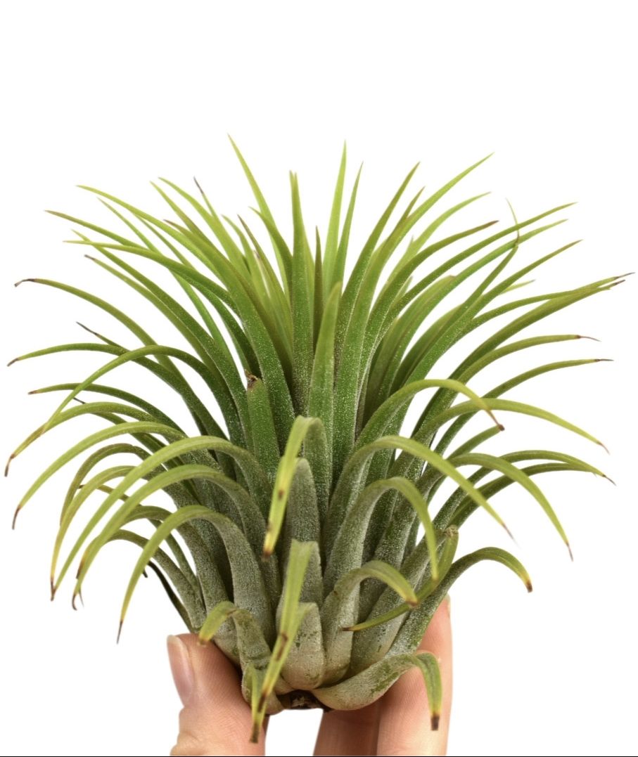 Tillandsia ionantha groen xxxl, D 10