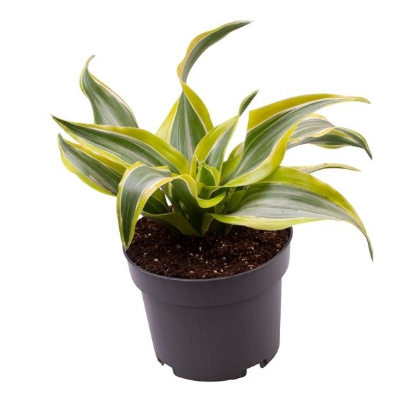 Dracaena Dragontree� Lemon Surprise, D 12 cm
