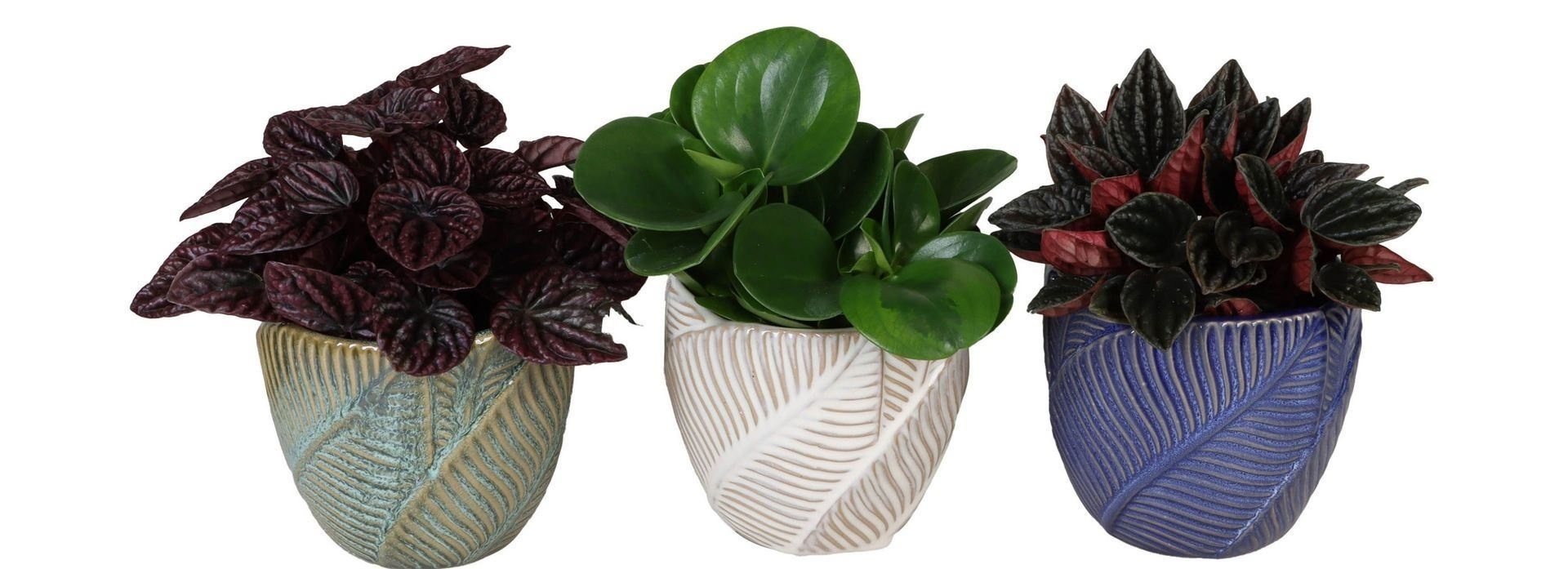 L 66012 With Peperomia Mix 12 cm, D 12