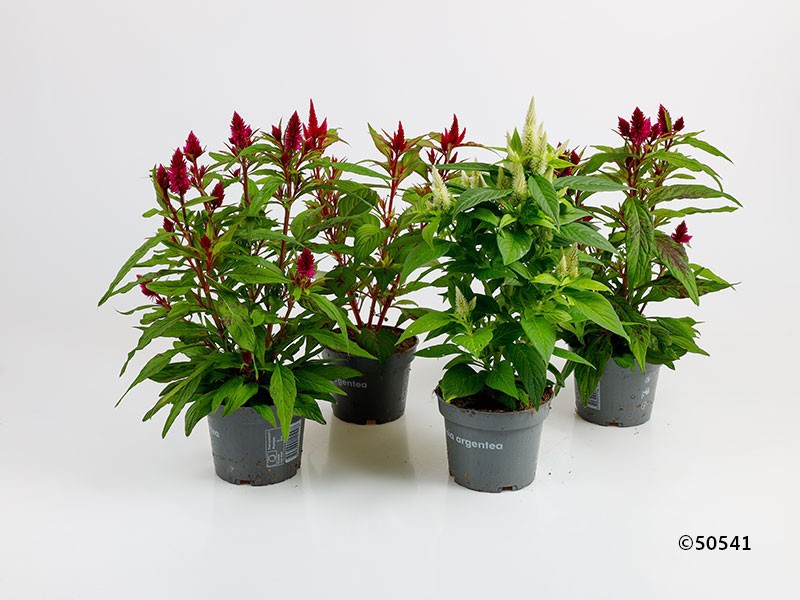 CELOSIA VENEZUELA 'Mix', D 12 cm