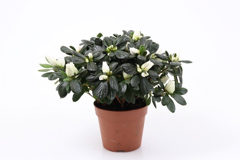 RHODODENDRON SIMSII 'TROCH', D 12 cm