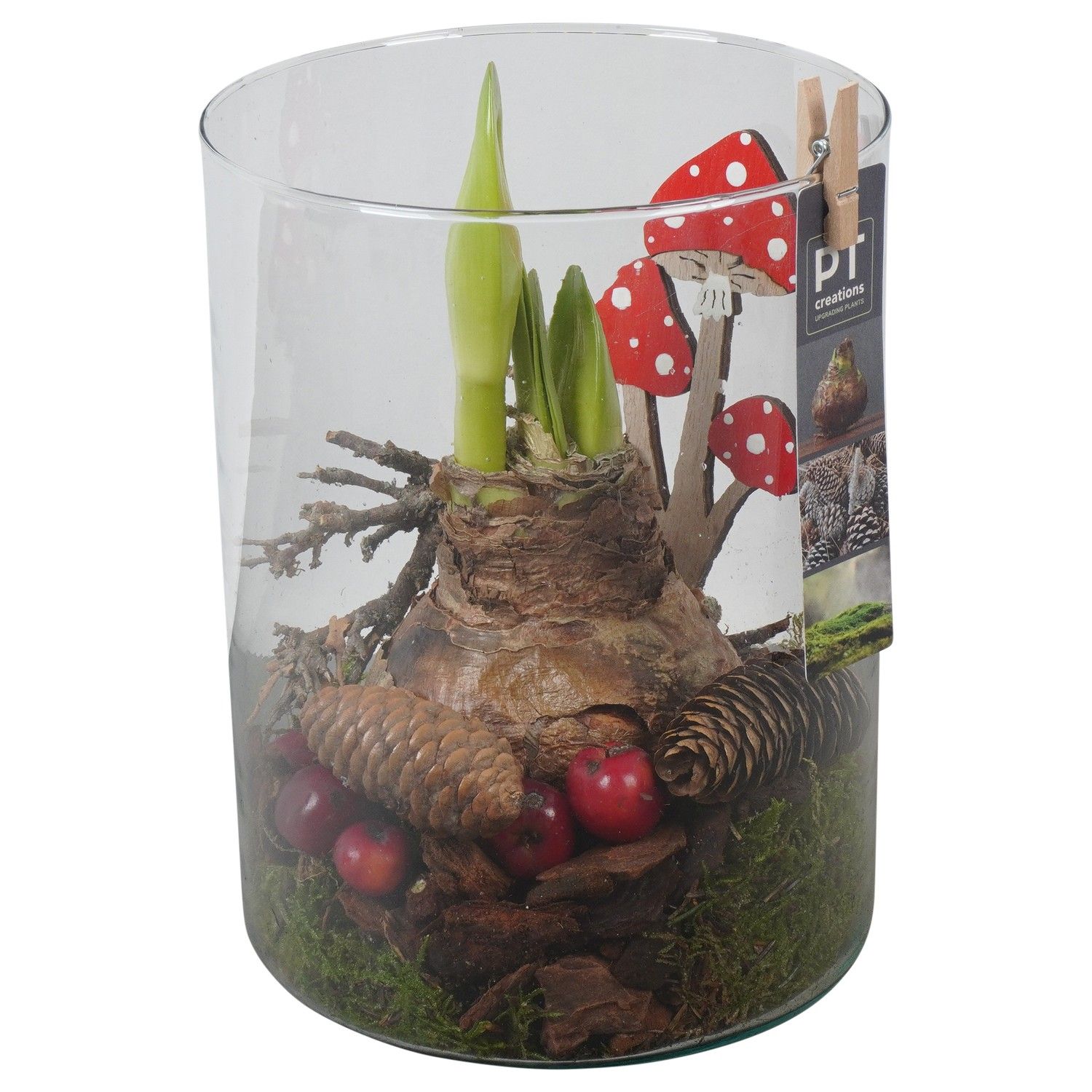 PTAA7590 Arrangement Amaryllis in glazen vaas, D 15 cm