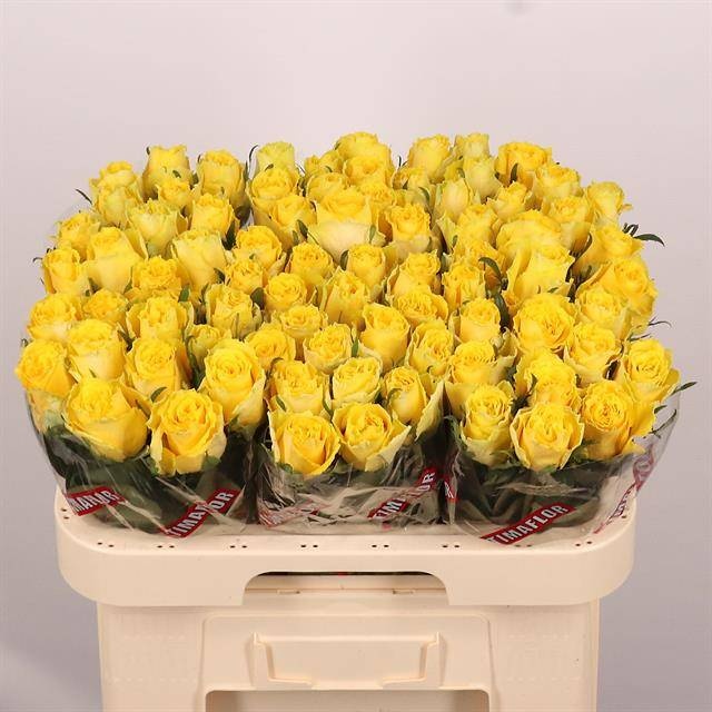 Роза од. Гуд Таймс 60, шт.