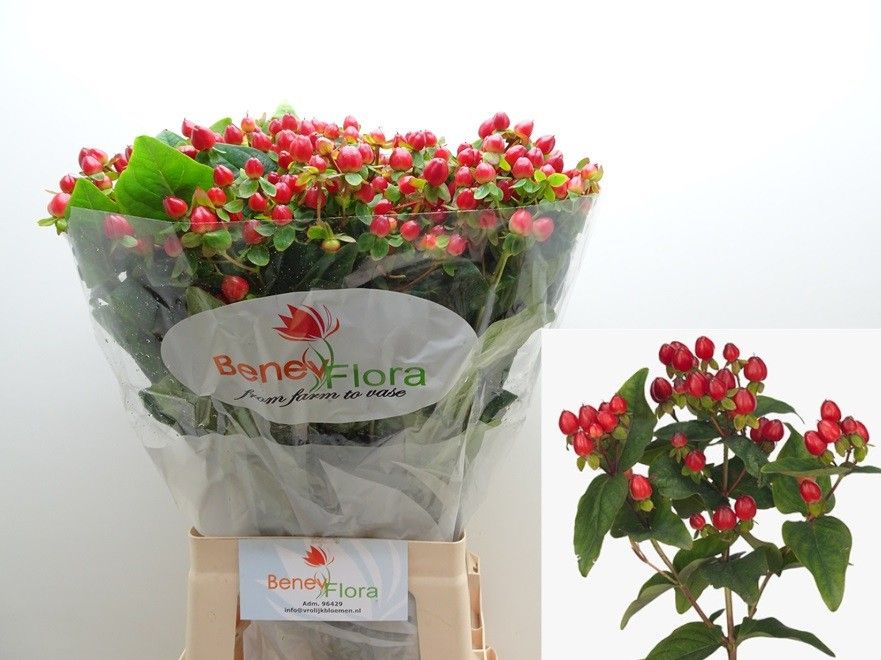 Гипперикум Мэджикал Триумф 70 (красн.), шт.