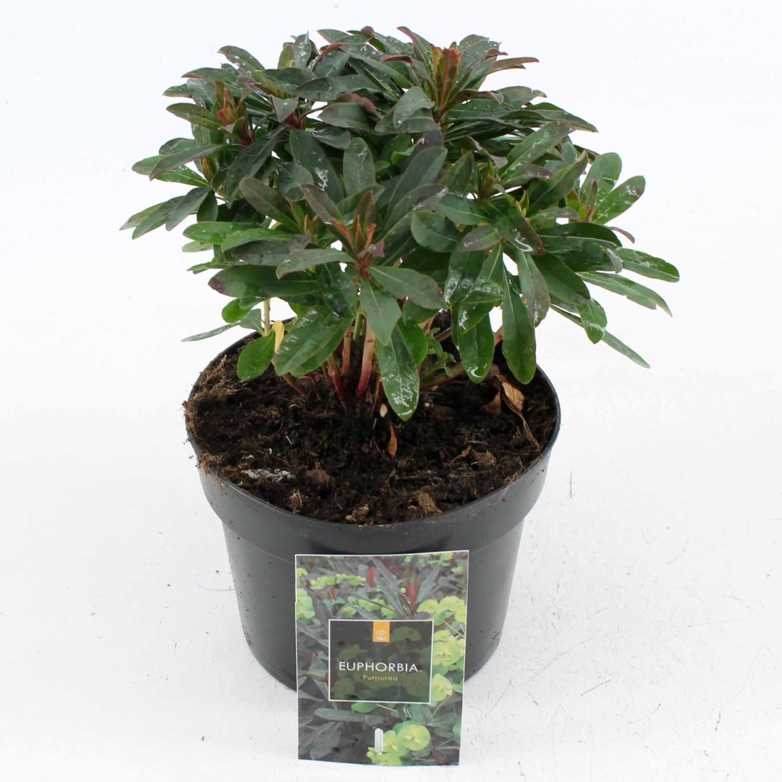 Euphorbia amygdal. 'Purpurea', D 17 cm