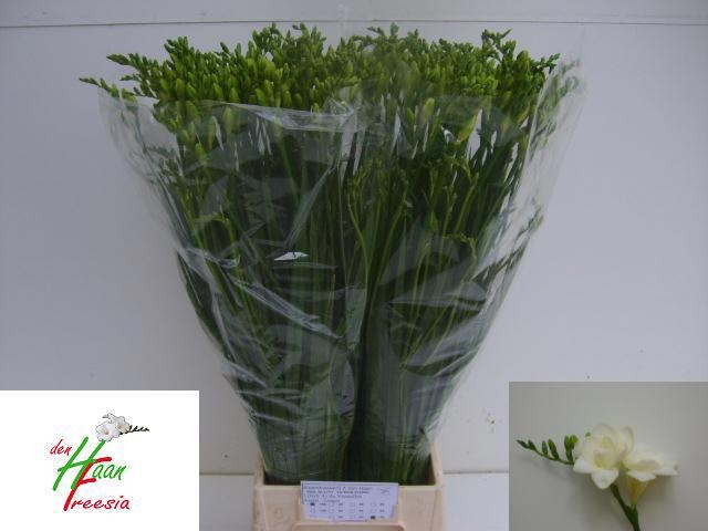 Фрезия дв. Версаль 70 (бел.), шт.