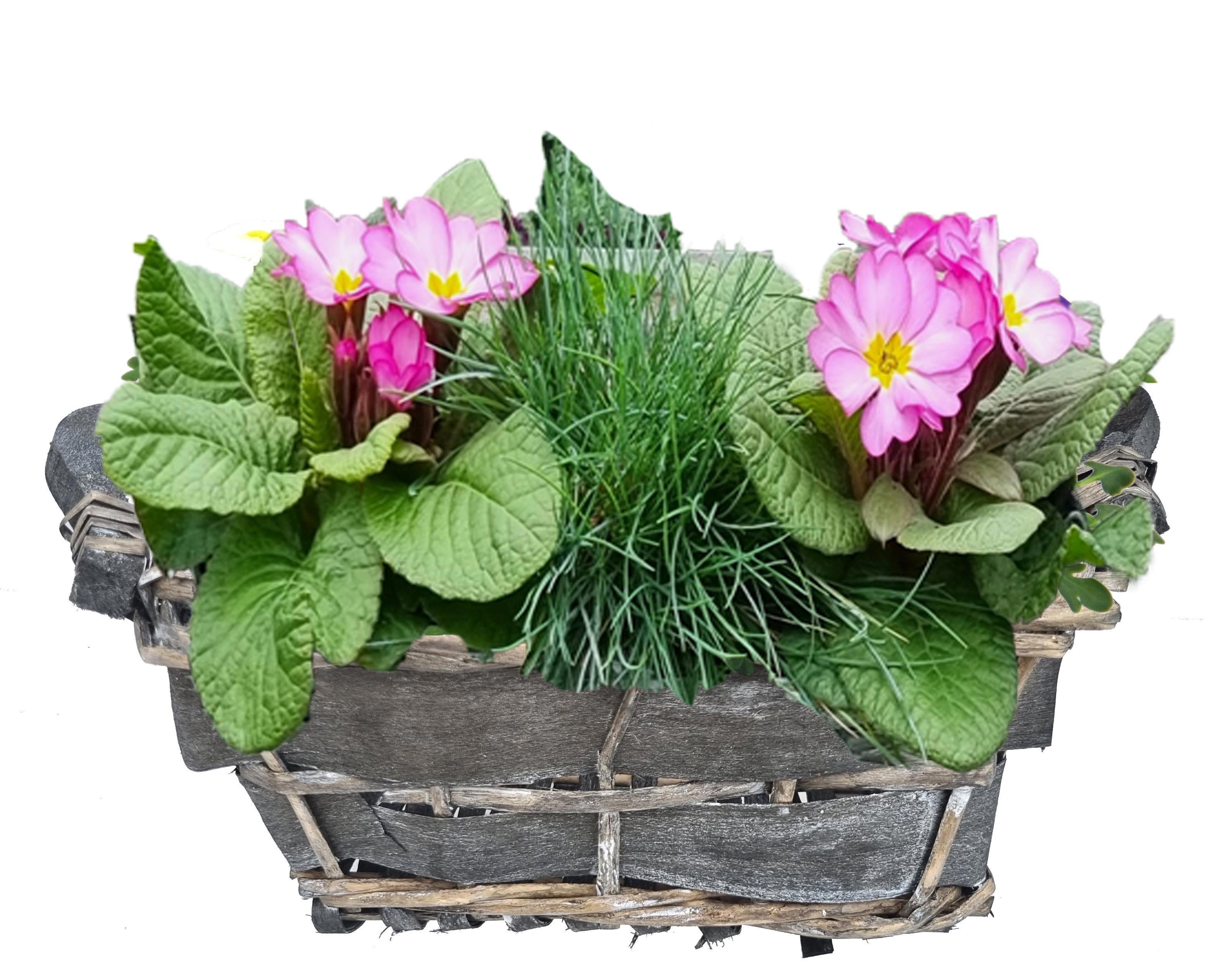 PRF516-9001 Primula Festuca wilg grijs mand S, D 21