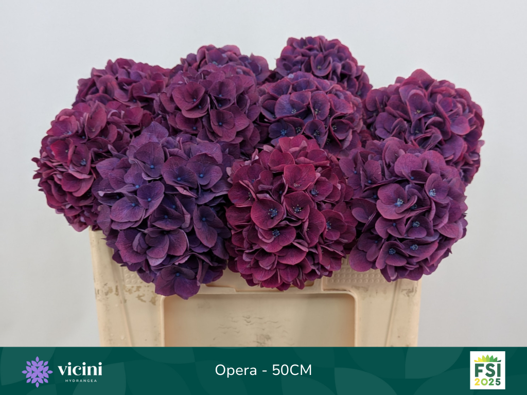 Гортензия Роял Опера 50, шт.