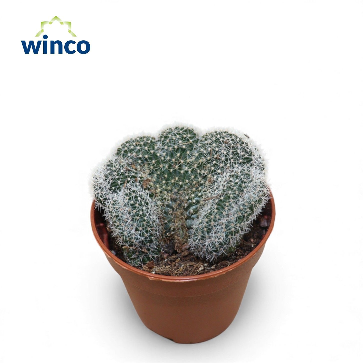 Lobivia Densispina Cristata, D 5,5