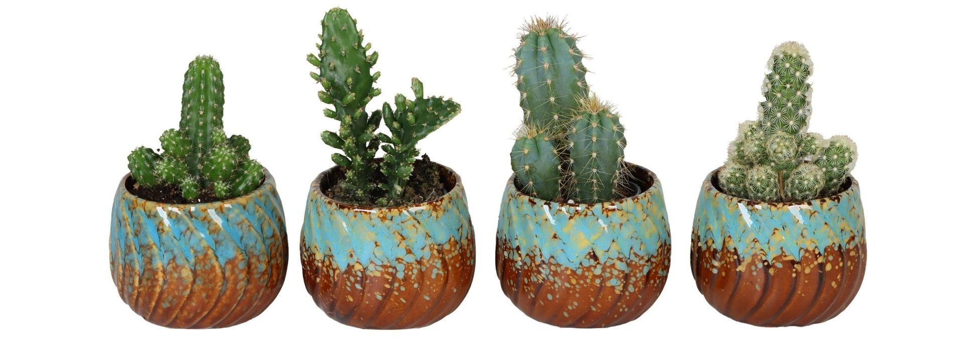 L 568 with Cactus Mix, D 6