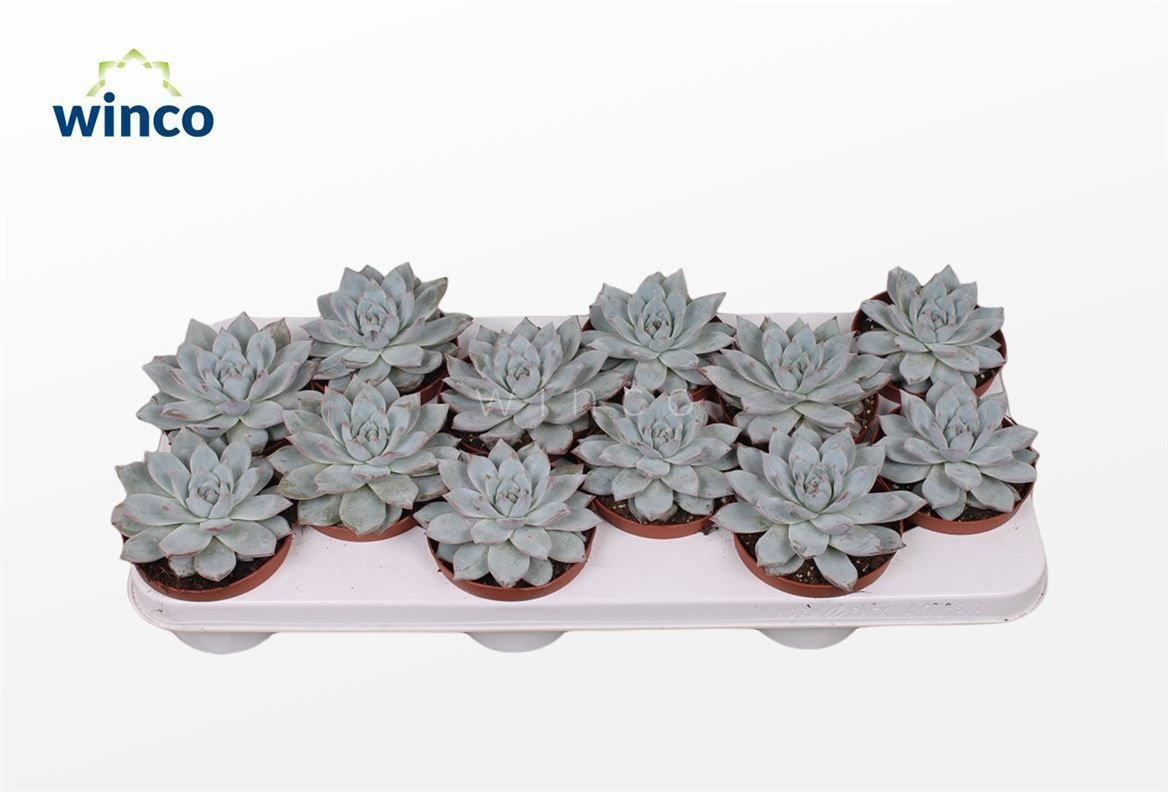 Echeveria Blue bird, D 10,5