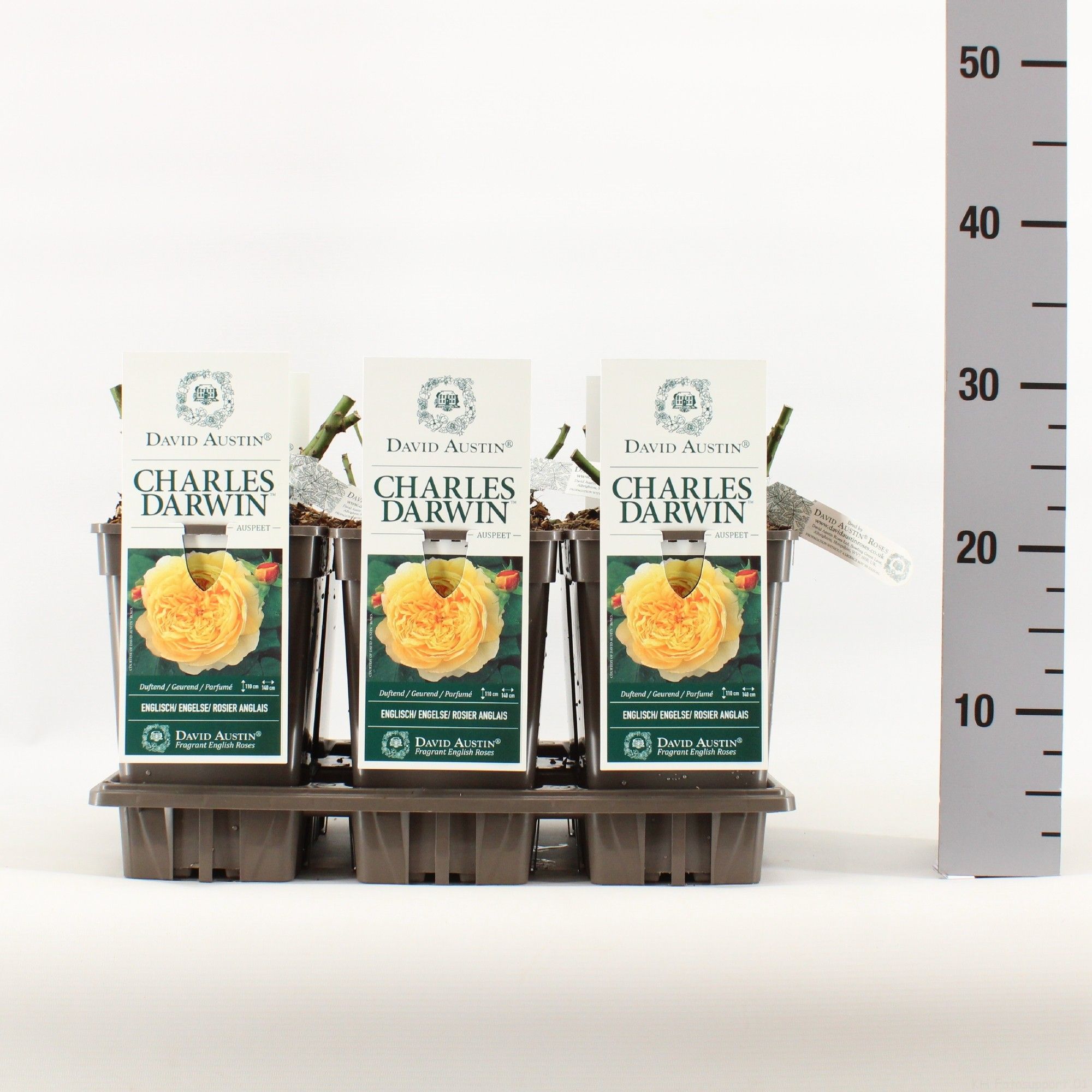 Rosa (Aus) Charles Darwin ®, C3, D 17