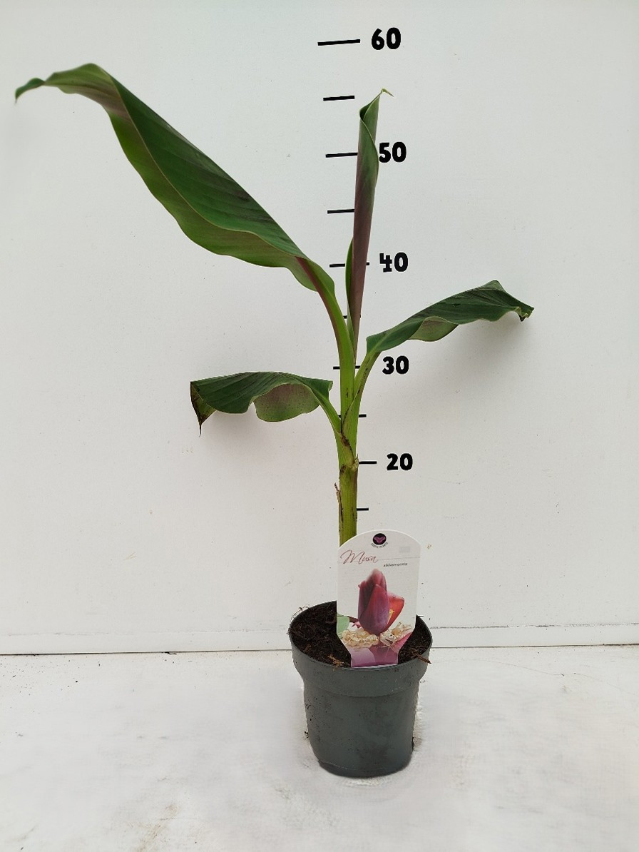 Musa sikkemensis, D 12