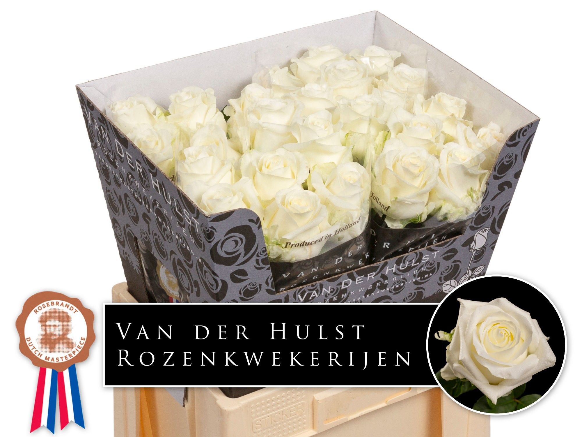 Роза од. Нулия! 60, шт.