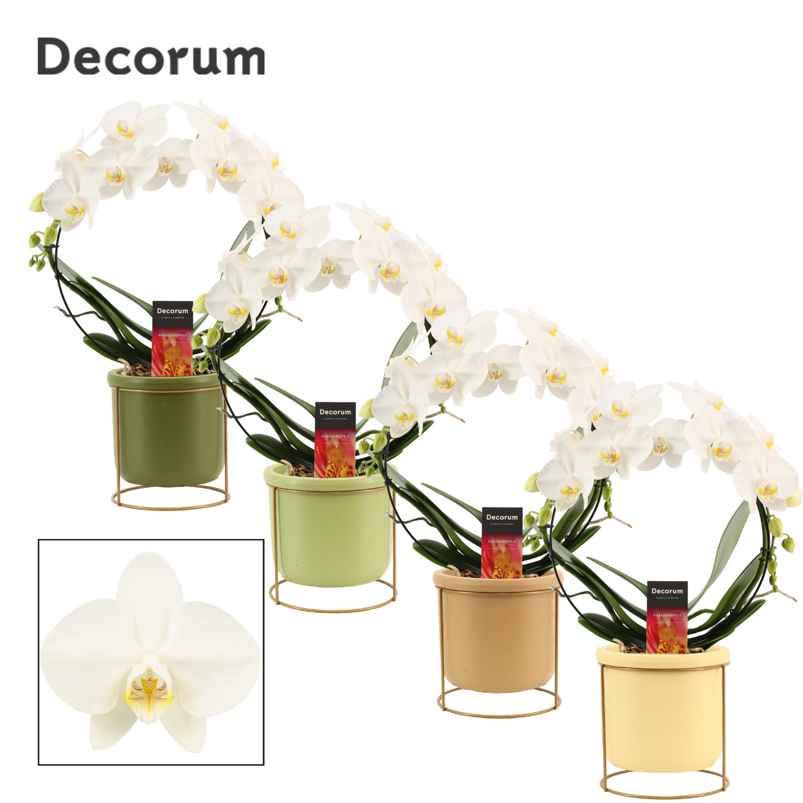 Phalaenopsis boog wit in Lynn (Silent moods-collection), D 12 cm