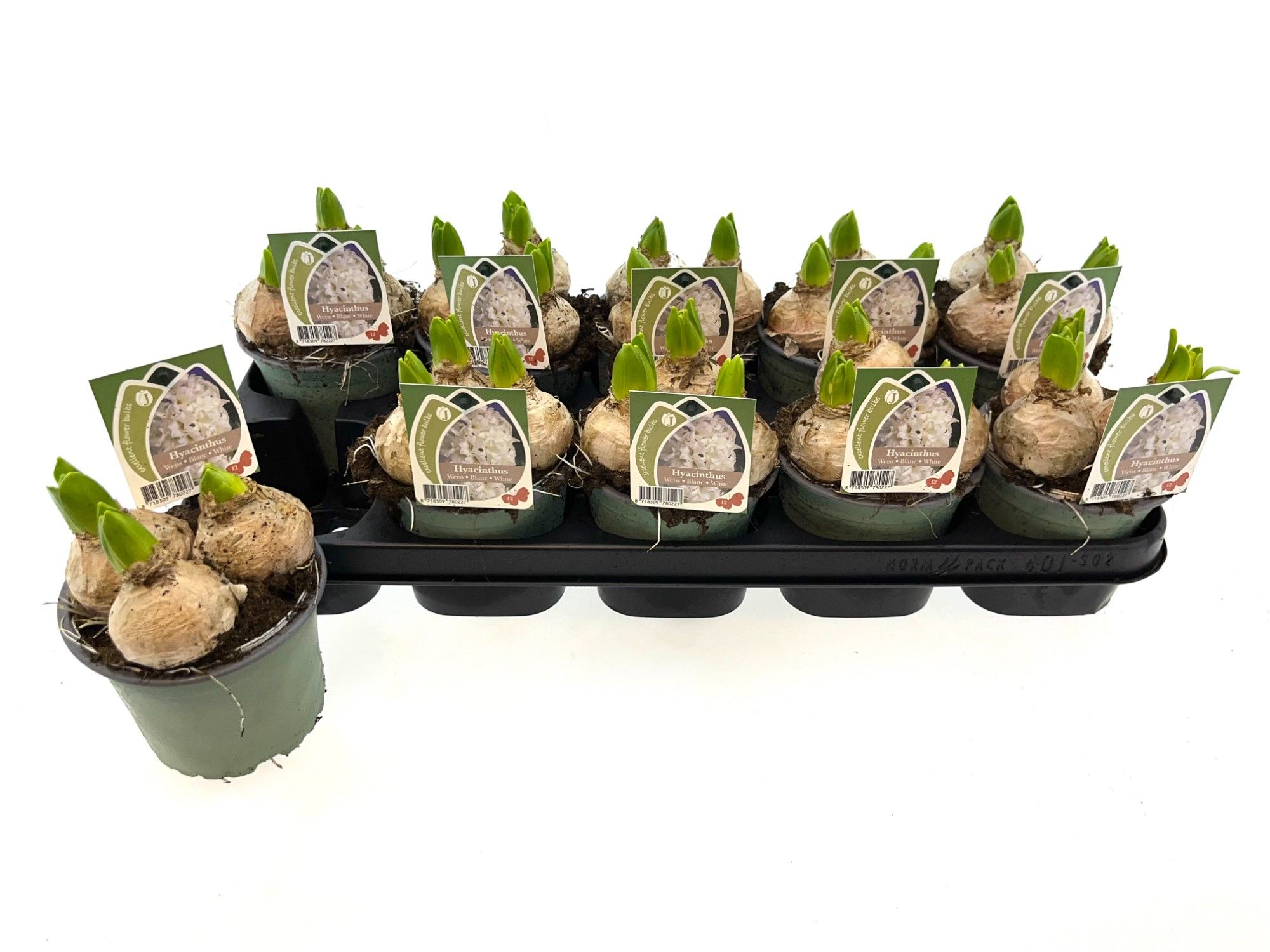 Hyacint wit 12 cm, D 12