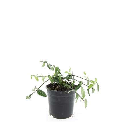 Euonymus fort. 'Tustin', D 14 cm