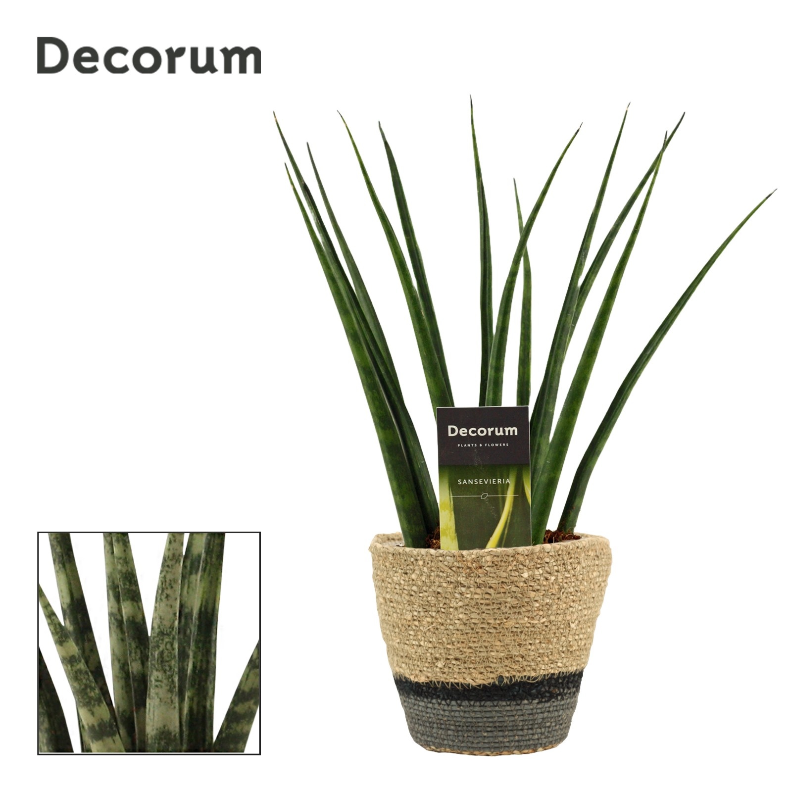 Sansevieria Fernwood 12 cm in Hanoi mand grijs (Deco-collection), D 12