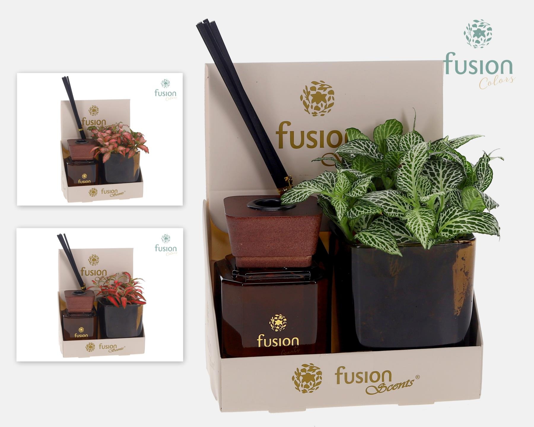 Fusion Scentsglazen gift set met Fittonia, D 7