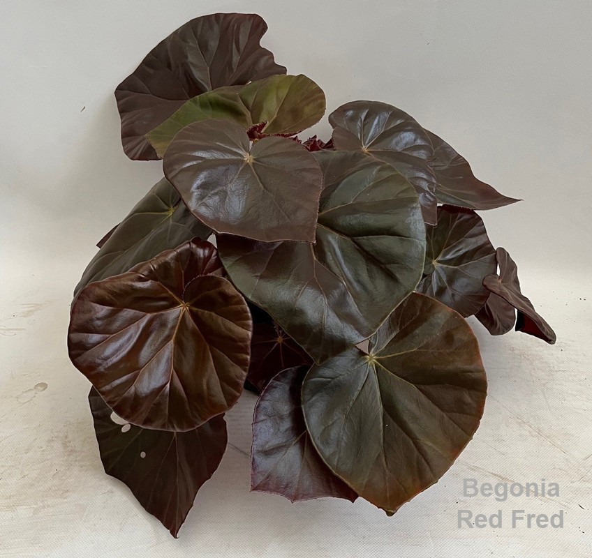 Begonia Red Fred 14cm *NEW*, D 14