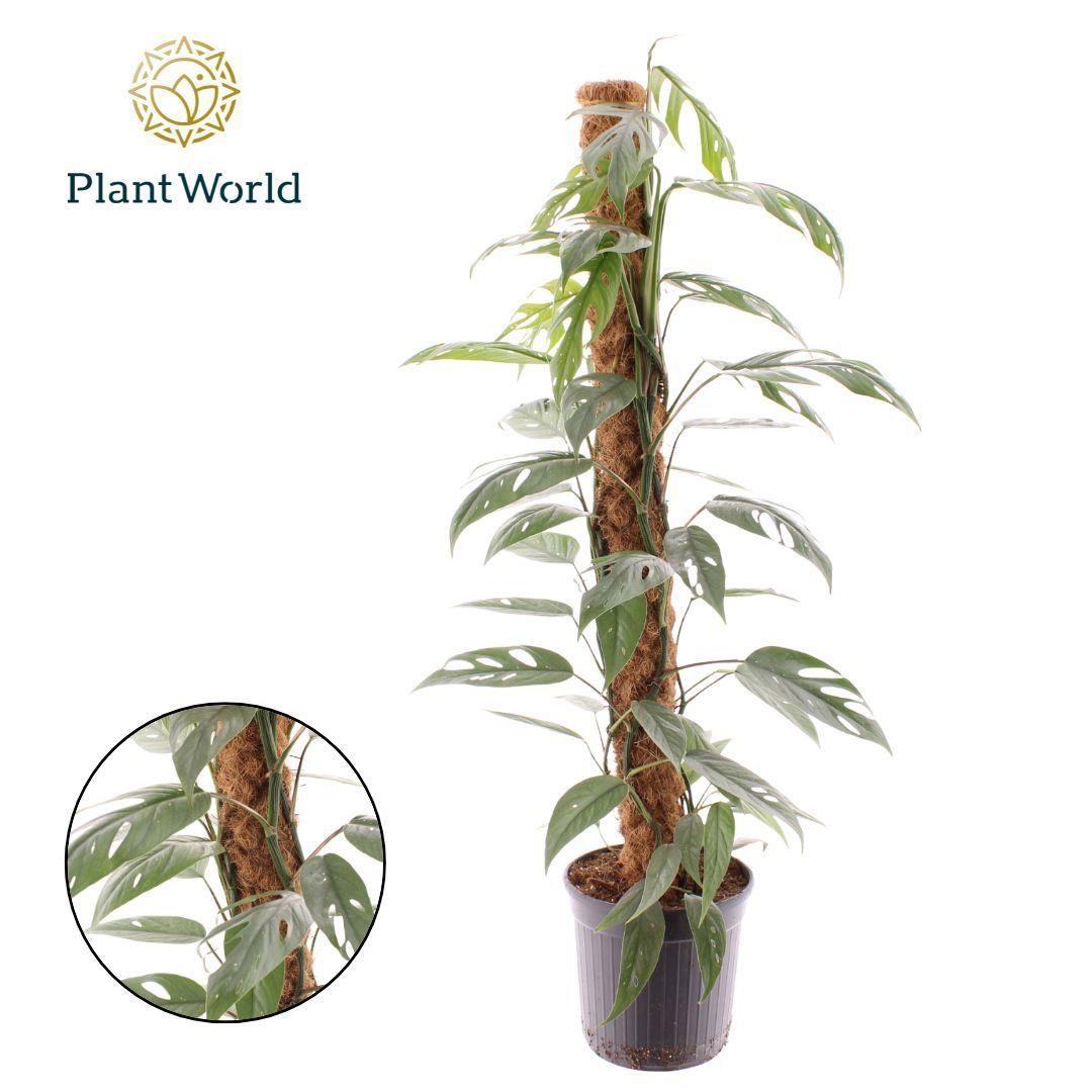 Epipremnum Cebu Blue mosstok 100 cm, D 20