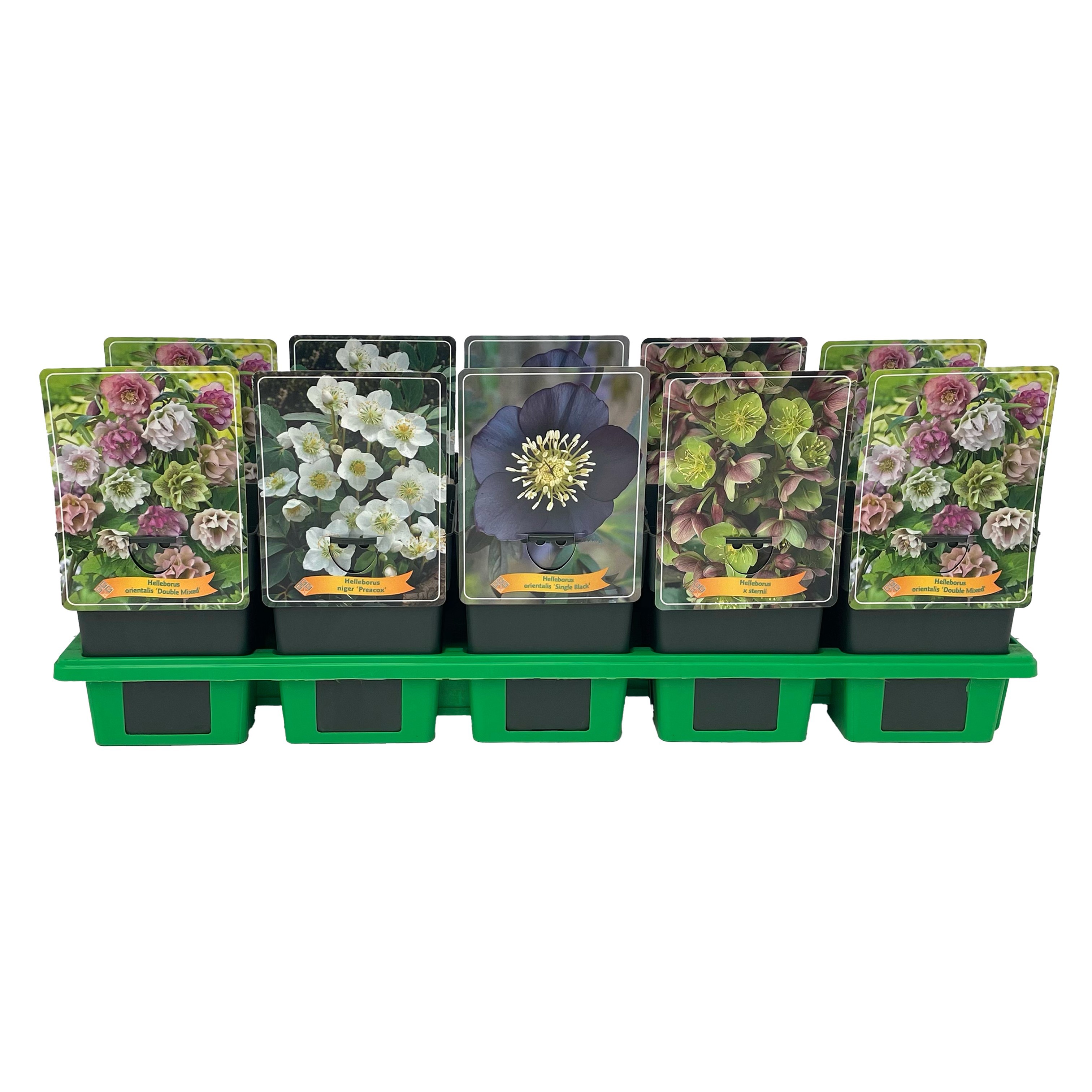 Helleborus mix laag P11, D 11